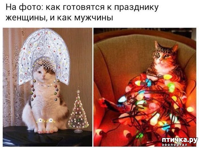фото 5: Котоматрица: Кот и Новый год-2!
