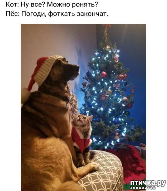 фото 6: Котоматрица: Кот и Новый год-2!