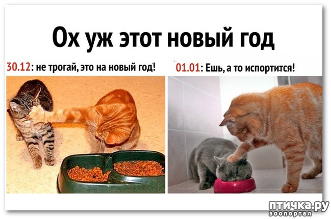 фото 7: Котоматрица: Кот и Новый год-2!