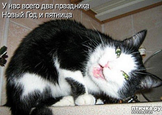 фото 9: Котоматрица: Кот и Новый год-2!