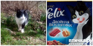 фотография: Уходят кошки на радугу фото: Уходят кошки на радугу