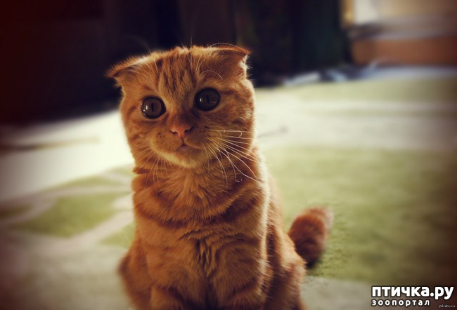 ���� 1: ������� �� Cebepinki