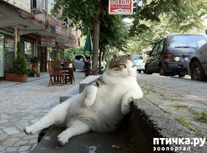 фотография: 15 правил жизни настоящего кота фото: 15 правил жизни настоящего кота