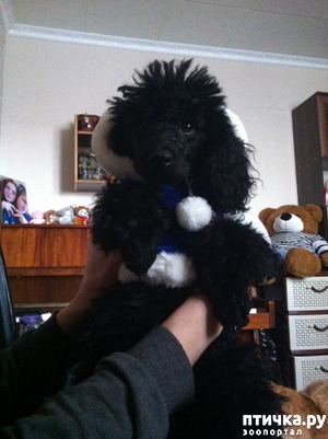 ����: ���� �������