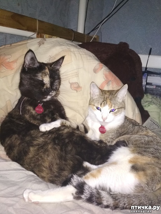 фотография 1: Кошачья привязанность. фото 1: Кошачья привязанность.