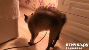 ����: ������� �����. (�������� ����)