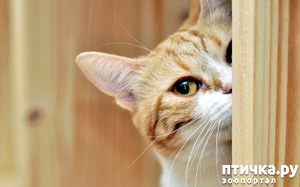 ����: ���������� �����)))