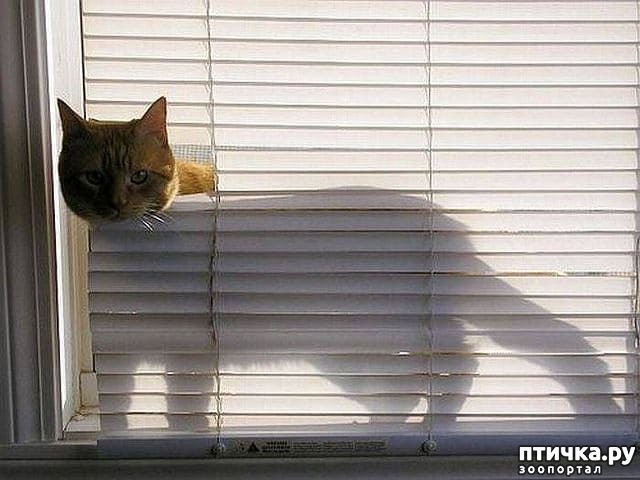 ���� 2: ���������� �����)))