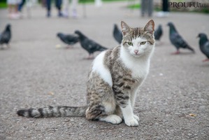 ����: ������� �� ������� �� ������ ������ ����� � ������ ��������