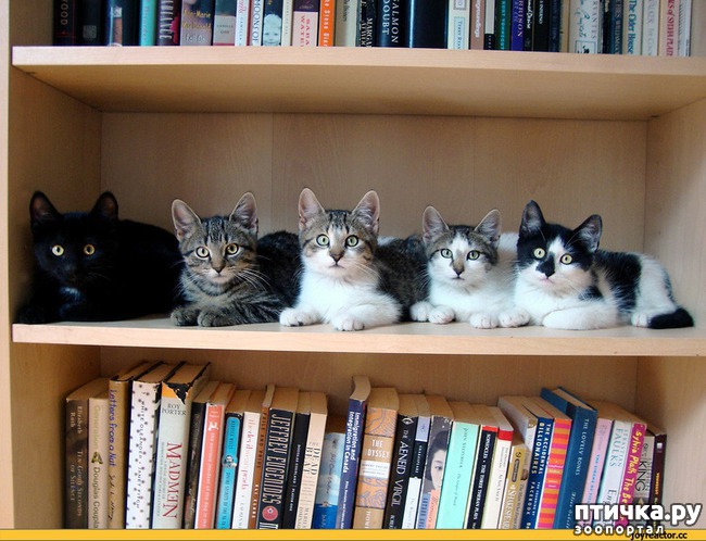 ���� 10: ���������� �����)))