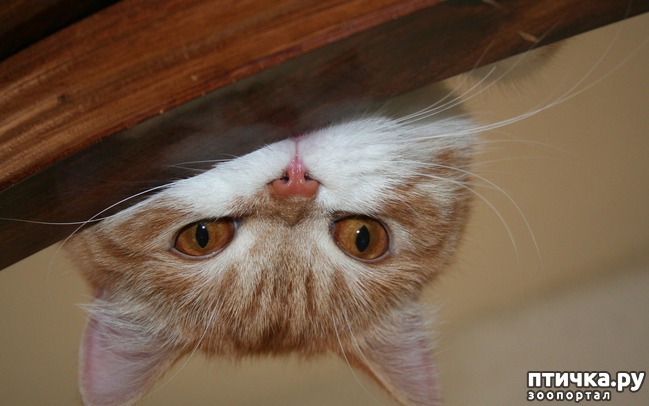 ���� 11: ���������� �����)))