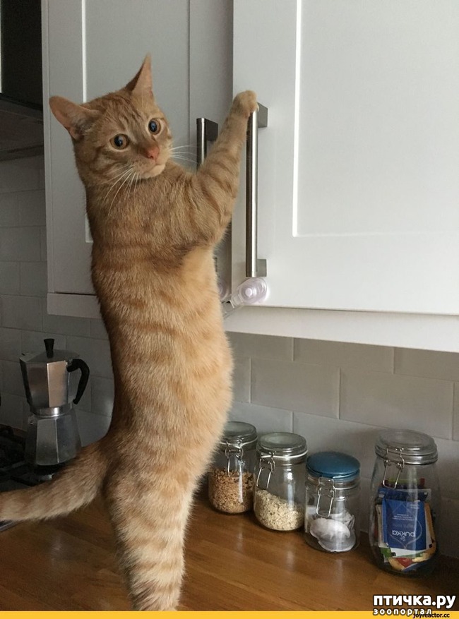 ���� 19: ���������� �����)))