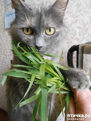 ����: ��� ����