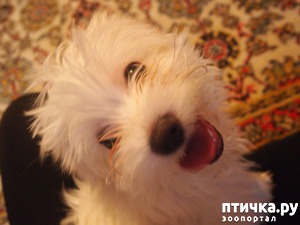 фотография: Где вы любители собачек? Кто ваш любимец? фото: Где вы любители собачек? Кто ваш любимец?