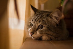 ����: ������� ������ ����