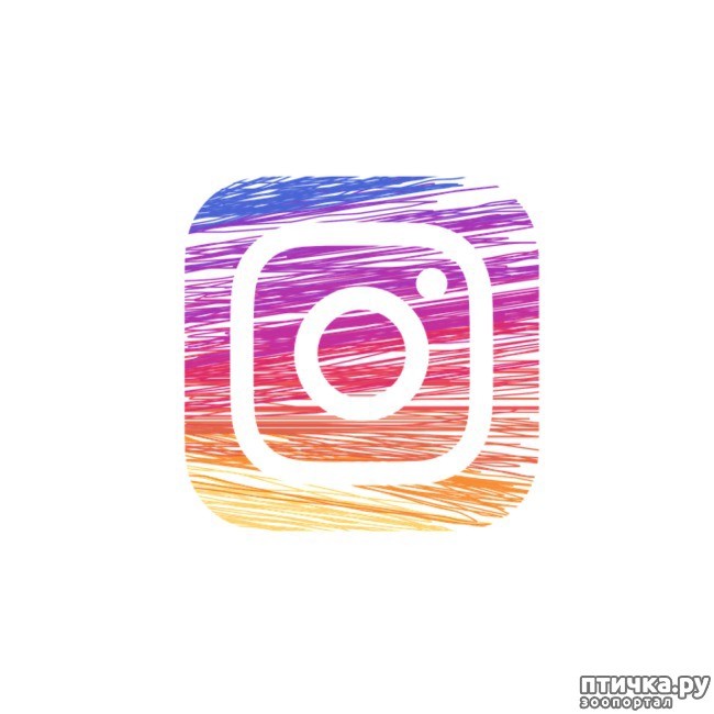  1:   Instagram  ,       -!