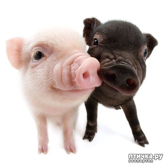 ���� 6: ����� ��� � ��� ������ � ����� �� ���������