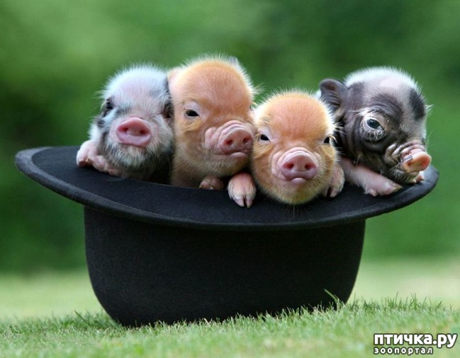 ���� 8: ����� ��� � ��� ������ � ����� �� ���������