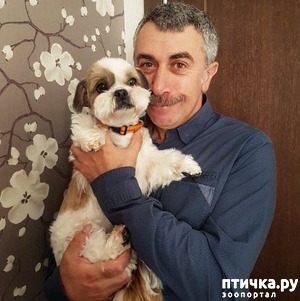 фотография: Доктор Комаровский о собаках в доме фото: Доктор Комаровский о собаках в доме