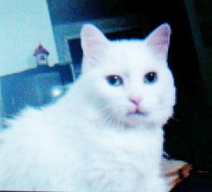 ����: ������ �����