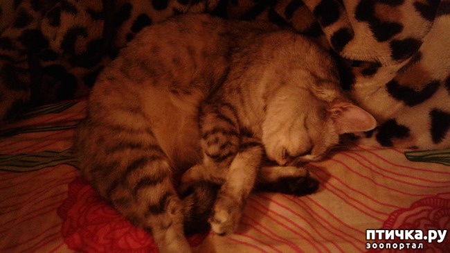 ���� 2: ��������� ������. ( ( (