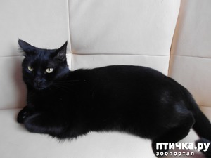 фотография: Про Сема и Тома котов в семье моего сына фото: Про Сема и Тома котов в семье моего сына