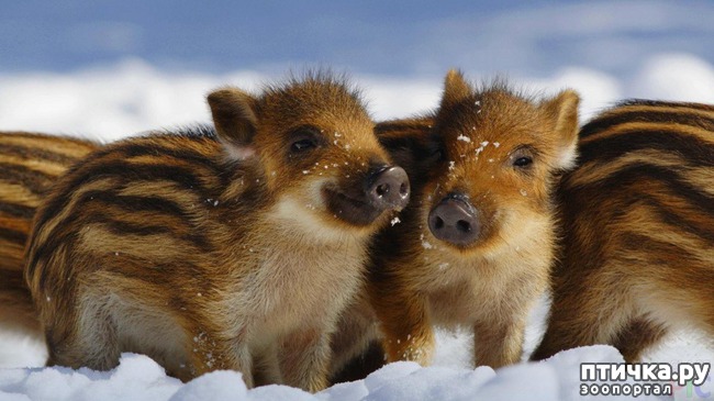 ���� 13: � ����������� ����� �����!