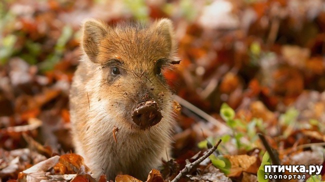 ���� 14: � ����������� ����� �����!