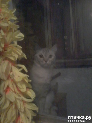 фотография: Хулиганка Симона. ( ( ( фото: Хулиганка Симона. ( ( (