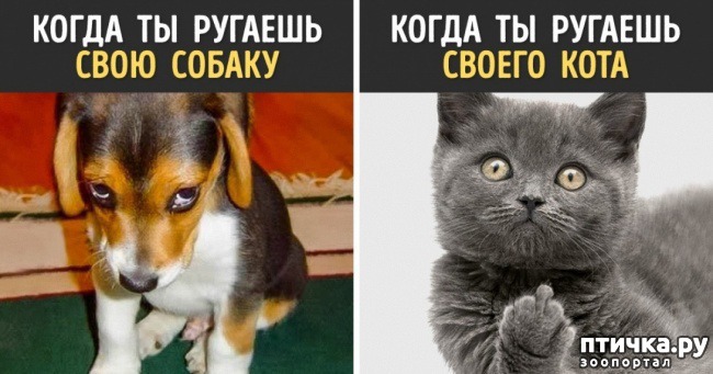 фото 3: Казнить нельзя помиловать