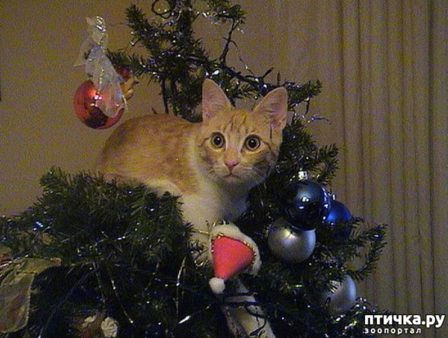 ���� 35: ����� ��� - ���������� �����