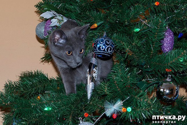 ���� 36: ����� ��� - ���������� �����