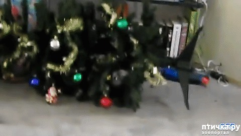 ���� 37: ����� ��� - ���������� �����