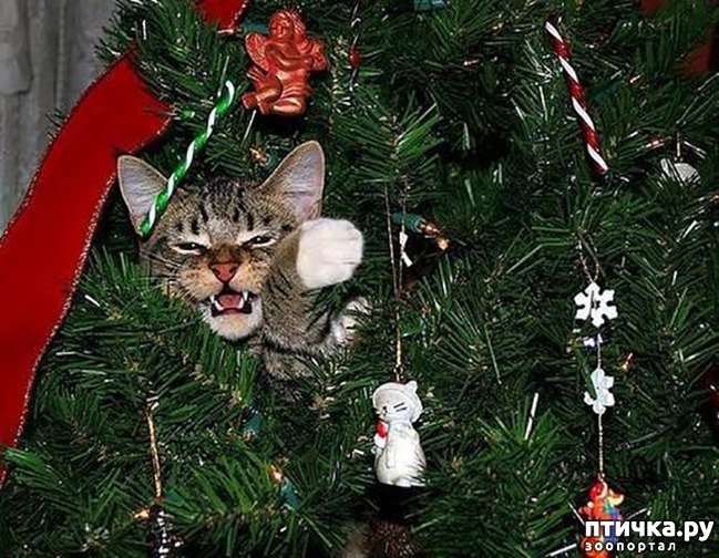 ���� 38: ����� ��� - ���������� �����