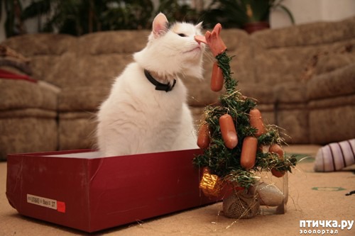 ���� 42: ����� ��� - ���������� �����