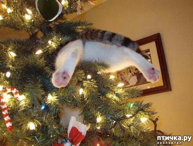 ���� 46: ����� ��� - ���������� �����