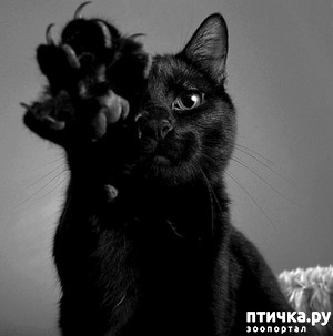 ����: ����������� ���