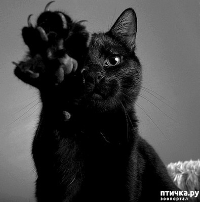 ���� 1: ����������� ���