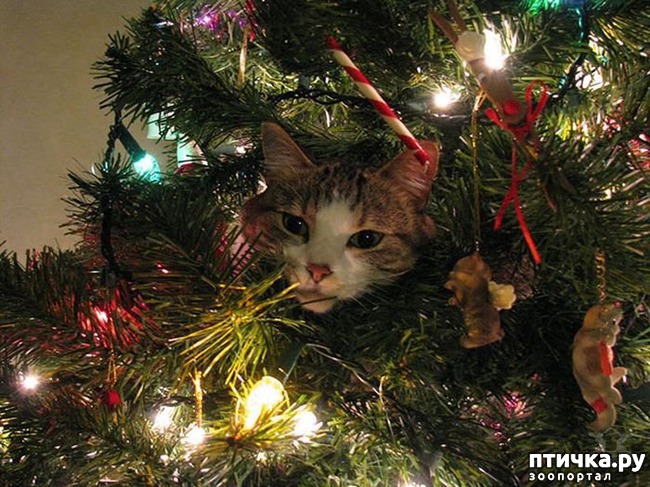 ���� 2: ���������� �����������!!!