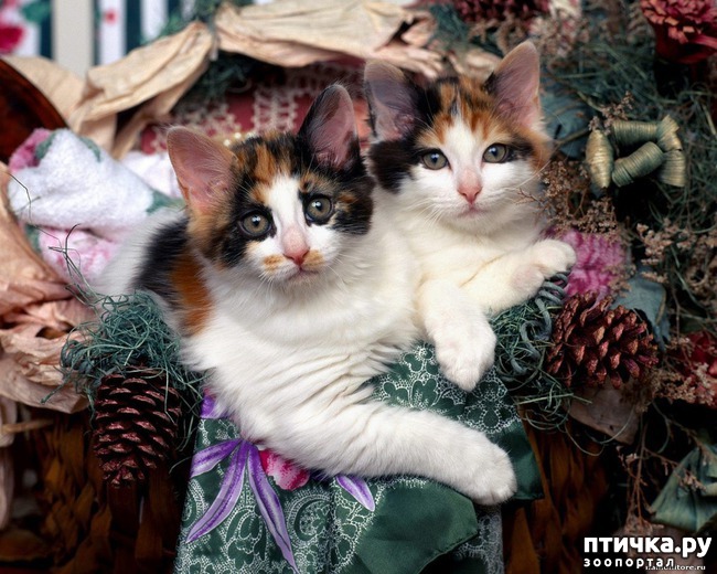 ���� 4: ���������� �����������!!!