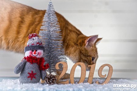 ���� 11: ���������� �����������!!!