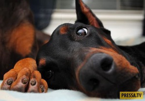 ����: ������� �������