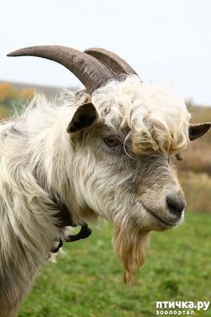 ����: ���������� �������