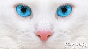 ����: ������� �������� (���������� ��� elyechka � ������� ����� �����)