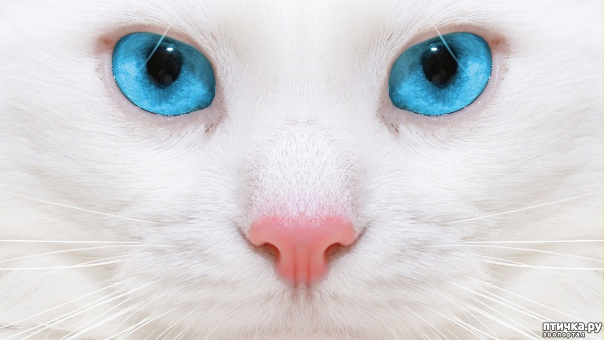 Немного генетики (специально для elyechka о глухоте белых кошек) —  обсуждение в группе Кошки | Птичка.ру