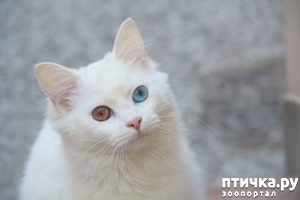  4:   (  elyechka    )