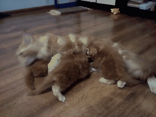 ���� 2: �����������, �� ���������� ������)))