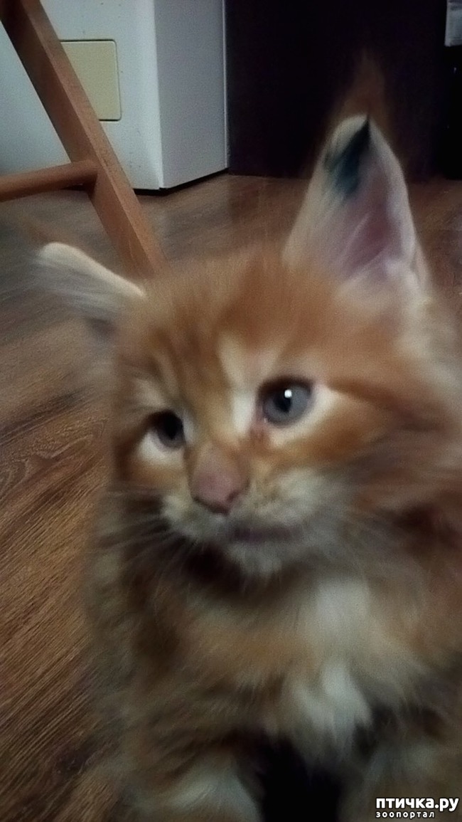 ���� 3: �����������, �� ���������� ������)))