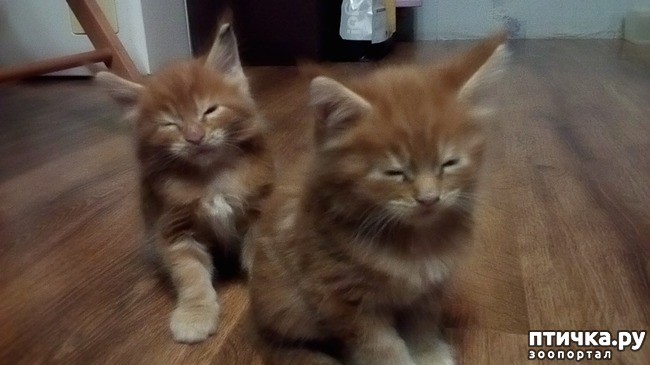 ���� 4: �����������, �� ���������� ������)))