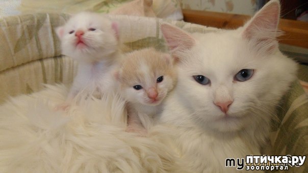  3:  ! ))